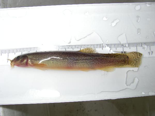 Photo of Misgurnus anguillicaudatus by <a href="http://www.triton-env.com">Jeff Thorlacius</a>